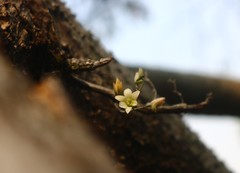 Dendrobium ovatum