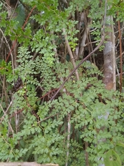 Odontosoria aculeata