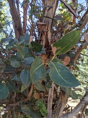 Eucalyptus leucoxylon megalocarpa