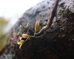 Dendrobium ovatum