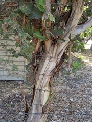 Eucalyptus leucoxylon megalocarpa