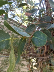 Eucalyptus leucoxylon megalocarpa