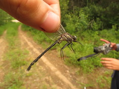 Phanogomphus descriptus