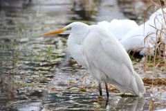 Ardea alba