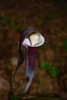 Japanese Jack-in-the-Pulpit - Photo no rights reserved, uploaded by heikindai_87