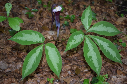 Image of Arisaema sikokianum by no rights reserved