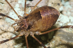 Forsteropsalis inconstans