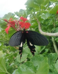 Papilio alcmenor