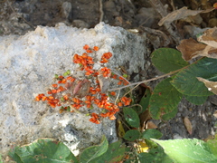 Galium hypocarpium
