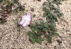 Silene sericea