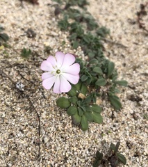 Silene sericea