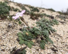 Silene sericea