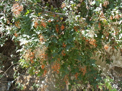 Galium hypocarpium
