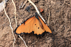 Danaus chrysippus dorippus
