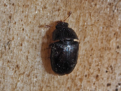 Epuraea melanocephala