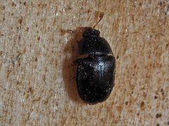 Epuraea melanocephala