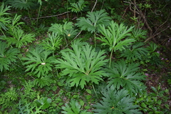 Ligularia japonica