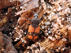 Panagaeus cruxmajor