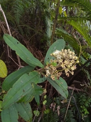 Miconia subcompressa