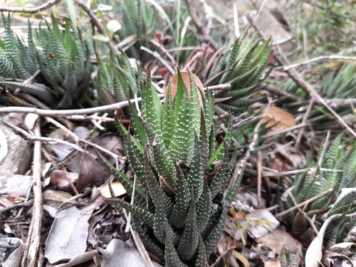 Haworthia coarctata Haw.