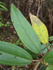 Miconia subcompressa