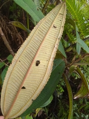 Miconia subcompressa