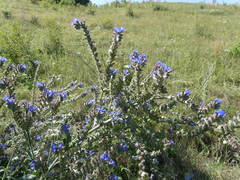 Anchusa procera