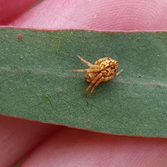 Salsa brisbanae