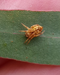 Salsa brisbanae