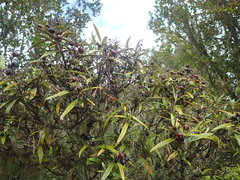 Corokia buddleioides linearis
