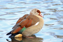 Alopochen aegyptiaca