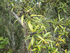 Corokia buddleioides linearis