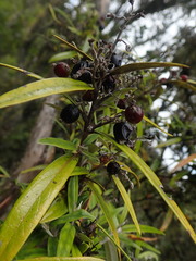 Corokia buddleioides linearis