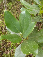 Magnolia ekmanii