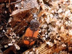 Panagaeus cruxmajor