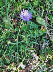 Knautia integrifolia