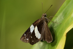Notocrypta waigensis