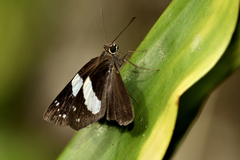 Notocrypta waigensis