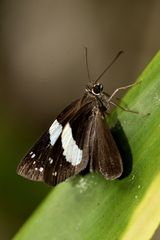 Notocrypta waigensis