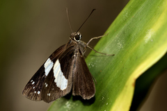 Notocrypta waigensis
