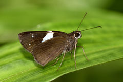 Notocrypta waigensis