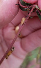 Eurymeloides punctata