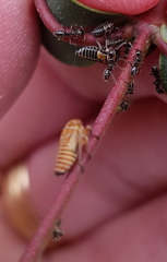 Eurymeloides punctata