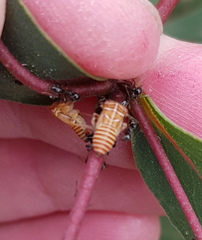 Eurymeloides punctata