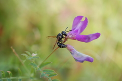 Euodynerus leucomelas