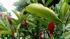 Alpinia purpurata