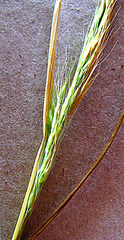 Aristida congesta