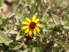 Sanvitalia fruticosa