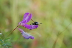Euodynerus leucomelas