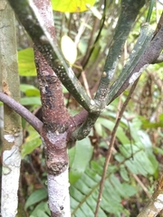 Phoradendron quadrangulare